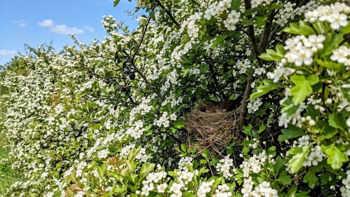 Handstraußregel: Was darfst du in Deutschland pflücken? weisser bluetenbusch vogel nest