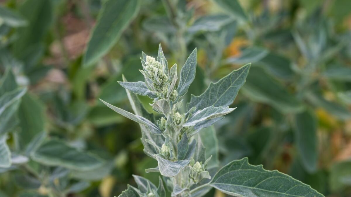 The humble goosefoot plant is a common weed, but you might be surprised to learn that it is actually full of nutrients like potassium and should be eaten more often.