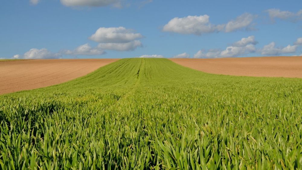 In einer Überlebenssituation wirst du wahrscheinlich eher nicht auf ein Weizengras-Feld treffen