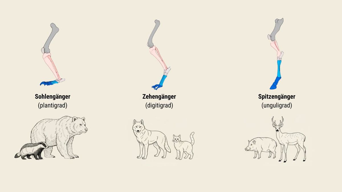 Fährtenlesen für Fortgeschrittene: Wenn Spuren anfangen zu erzählen wie ein tier auftritt