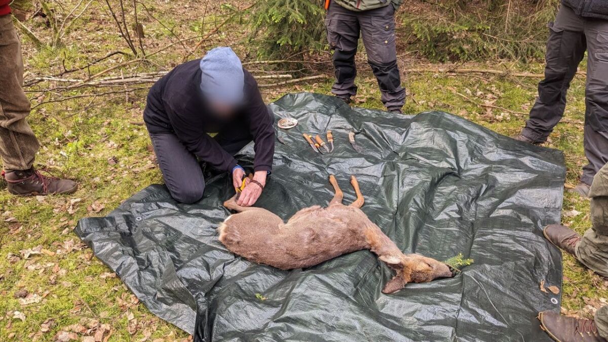 Wild being disassembled and butchered on a tarp