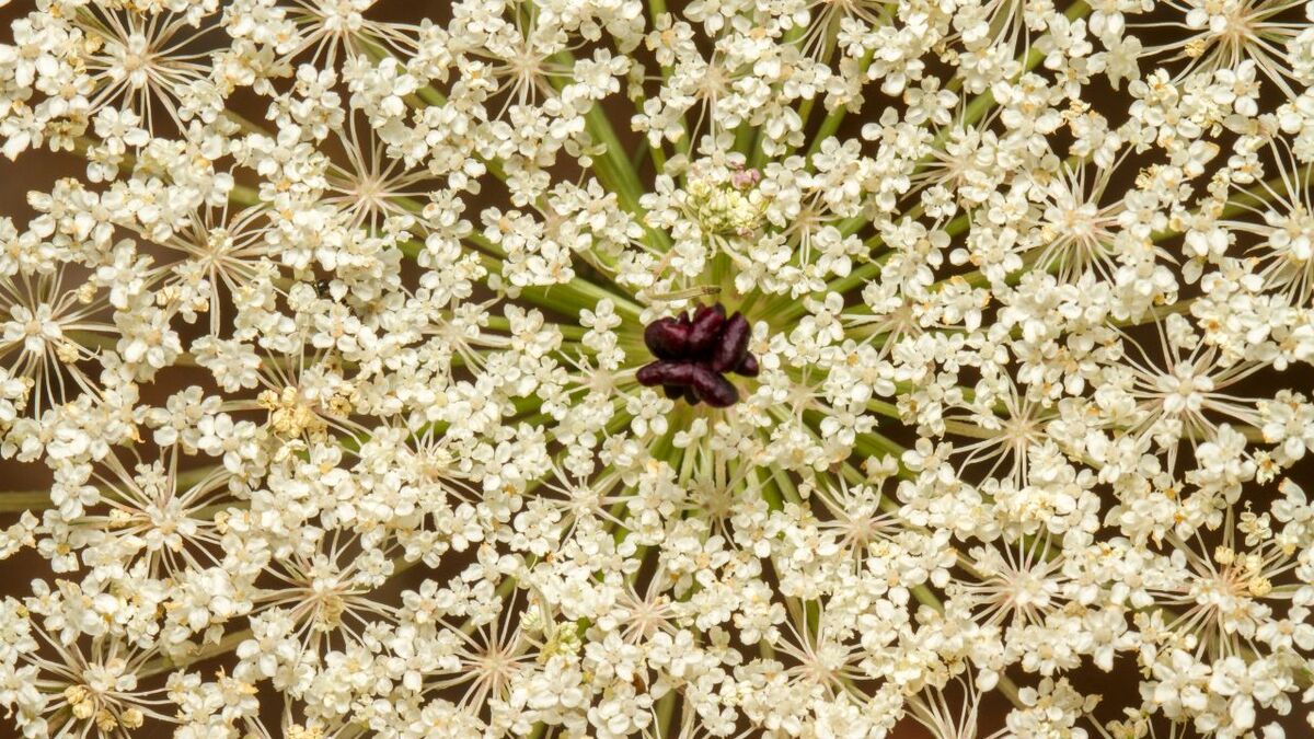 Die Mohrenblüte - einzigartig bei der wilden Möhre!