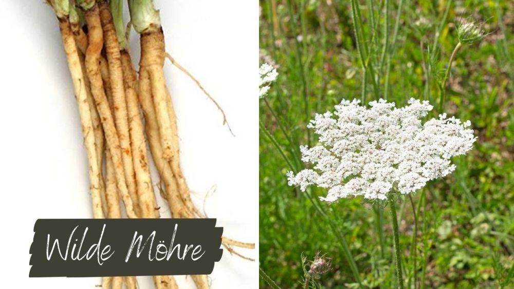 Wild carrot roots and flowers taste good, but are easily confused with the poisonous hemlock (not pictured)
