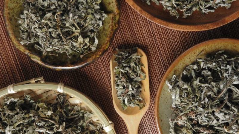 Dried Mugwort ready for tea