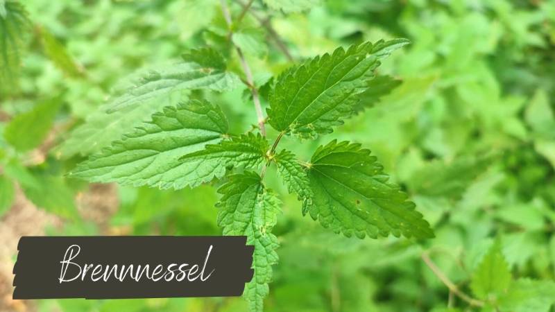 I especially like the plant as tea, the seeds as a snack while hiking and the young leaves in salad.