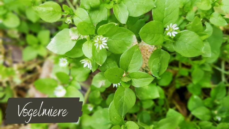 wildkraeuter herbst sammeln vogelmiere