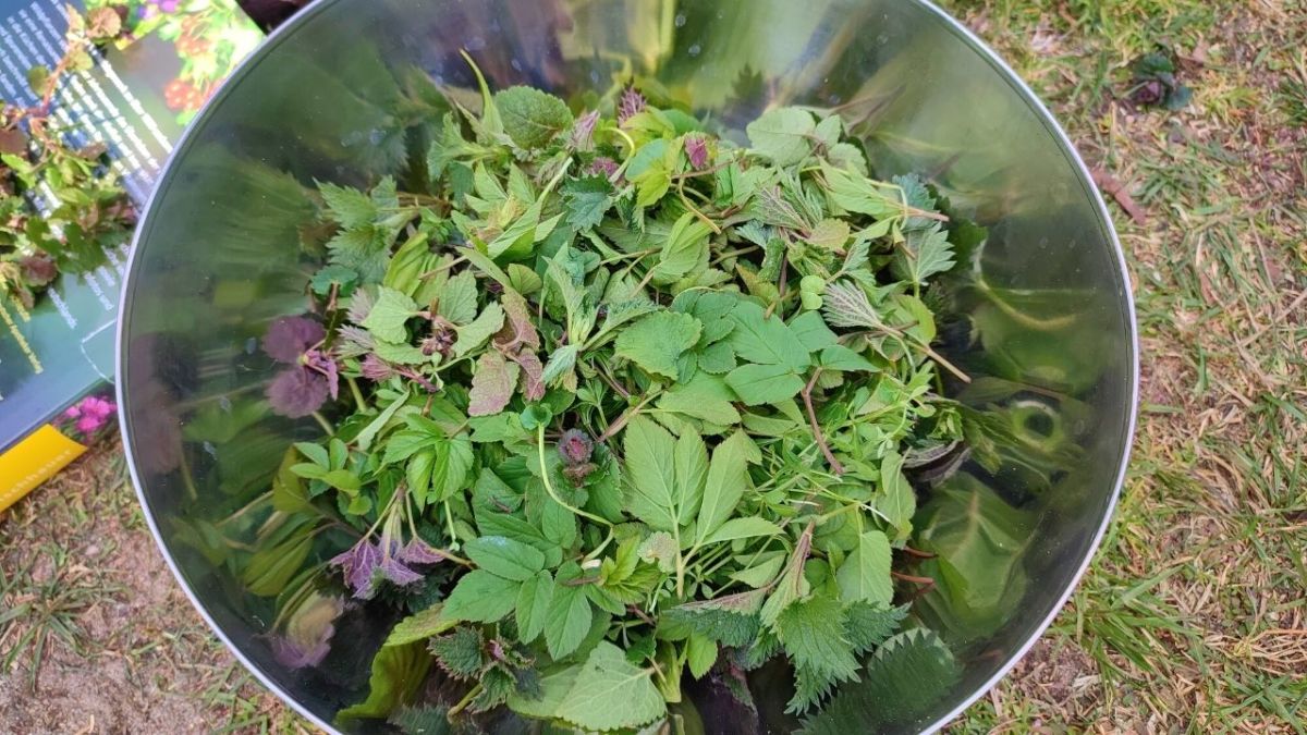 Collect these 11 edible wild herbs in the spring