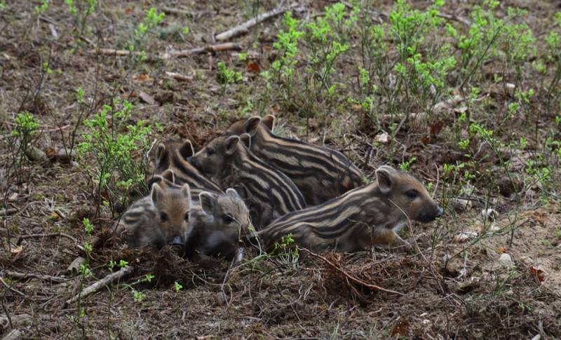 Wildschwein Frischlinge