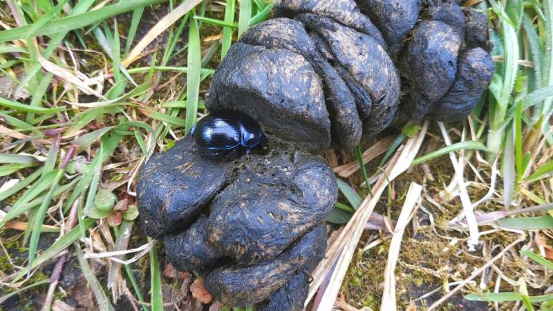 Den Kot von Wildtieren (Losung) solltest du nicht anfassen