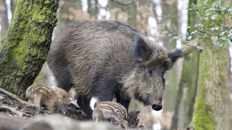 wildschwein mit jungen