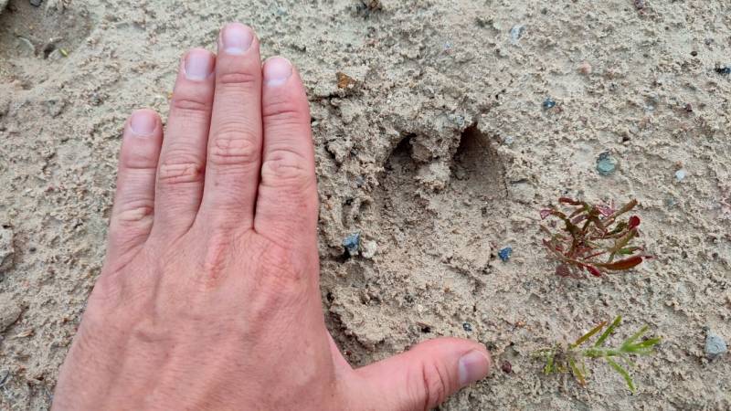 wildschwein trittsiegel oval kerbe oben