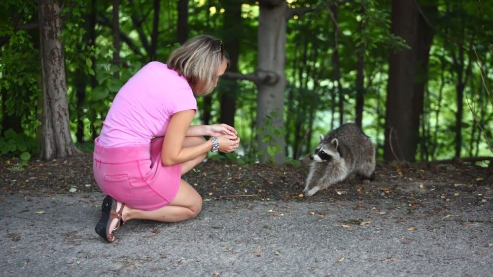 Das solltest du lassen, wenn du ein Tierfreund bist: Füttern von Wildtieren