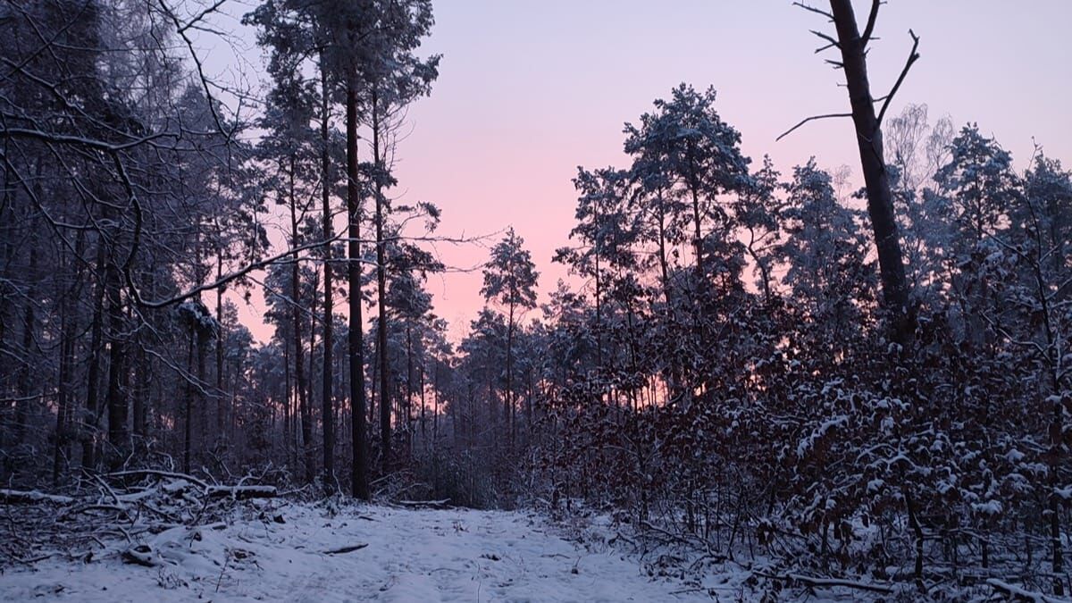 winter sonnen aufgang rosa