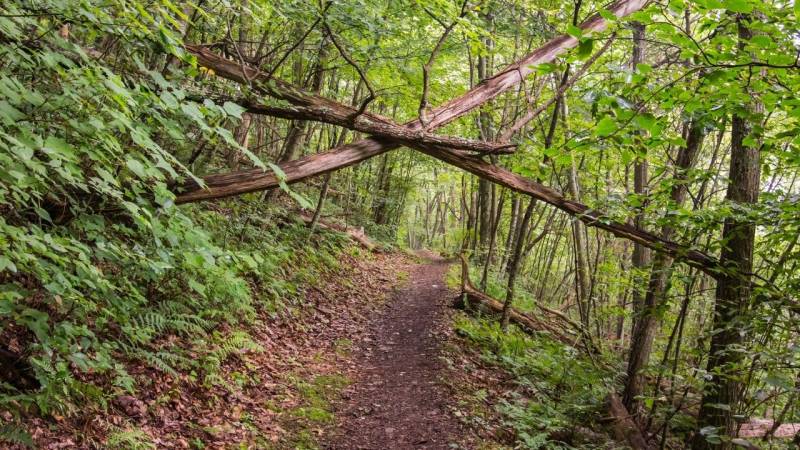 Deadwood can quickly become life-threatening