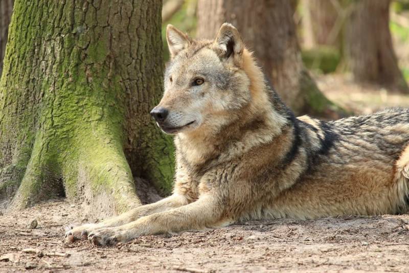 Wolf lying down