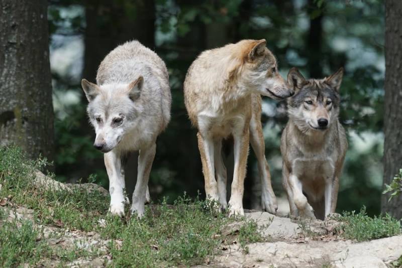 You may not encounter a wolf quickly, but they are present in Germany.