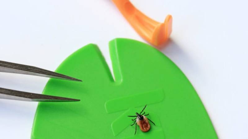 Removing ticks