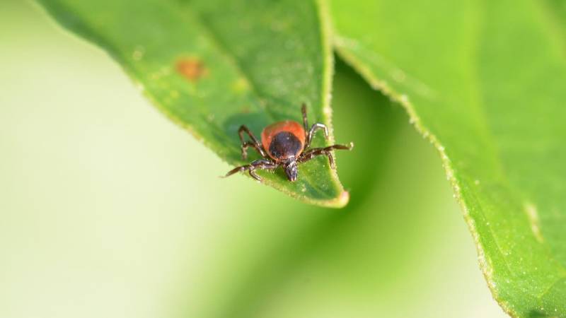 Ticks: How you protect yourself and remove them