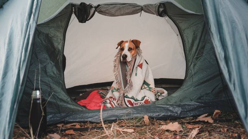 zelten decke mitnehmen hund