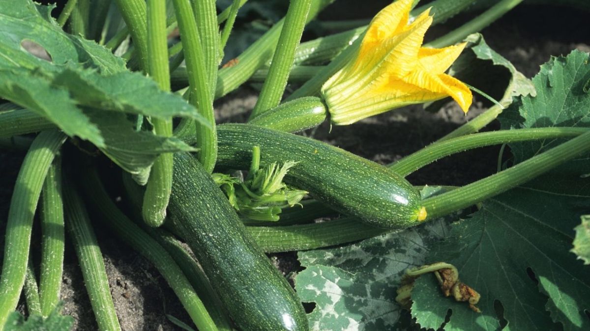 zucchini