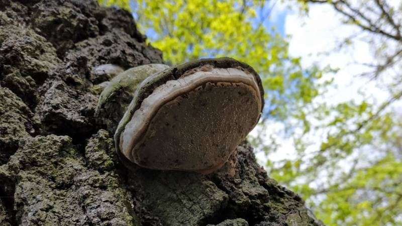 Tinder fungus on a dead birch tree