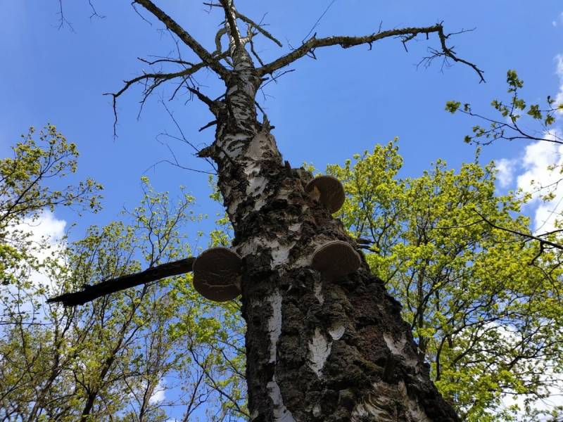 Tinder fungus on a birch tree