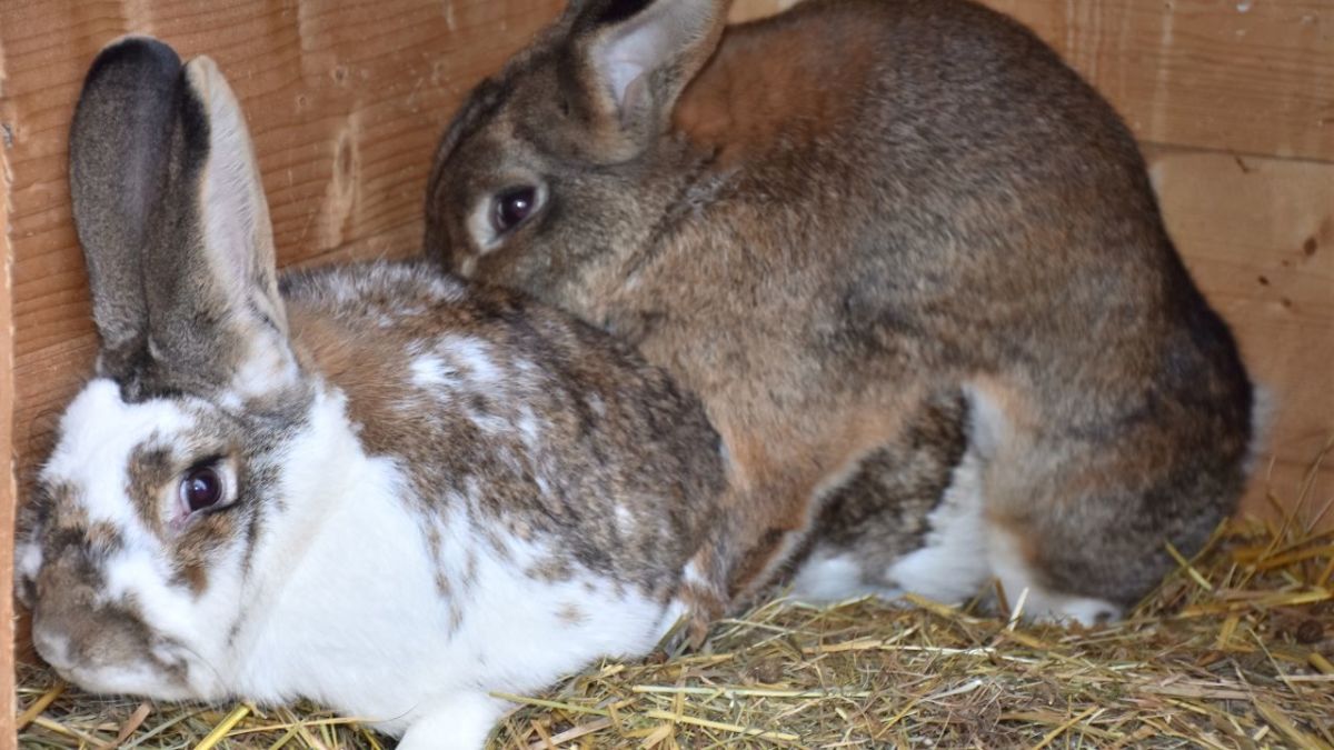 Kaninchen pflanzen sich schnell fort