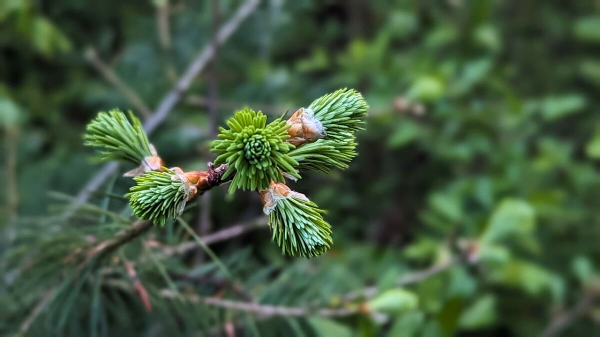 In spring very tasty: The shoot tips of the Douglas fir
