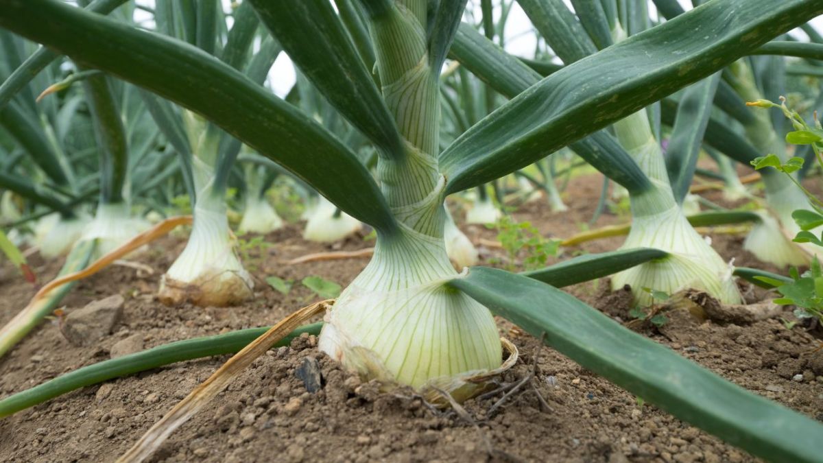 The natural defense system of the onion plant is the release of a chemical called alliin. This chemical is released when a aphid lands on the plant and starts sucking its sap. The chemicals in this sap have a strong odor that deters other aphids from approaching the onion plant.