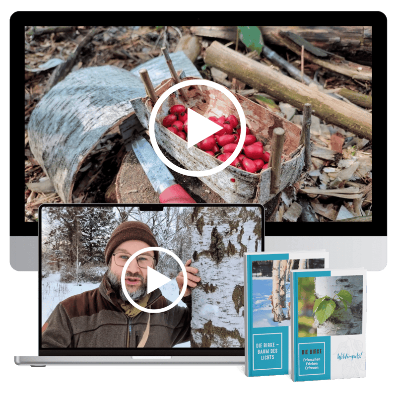 Hol dir jetzt geniale Birkenrinden-Videos zum Selbermachen Cover
