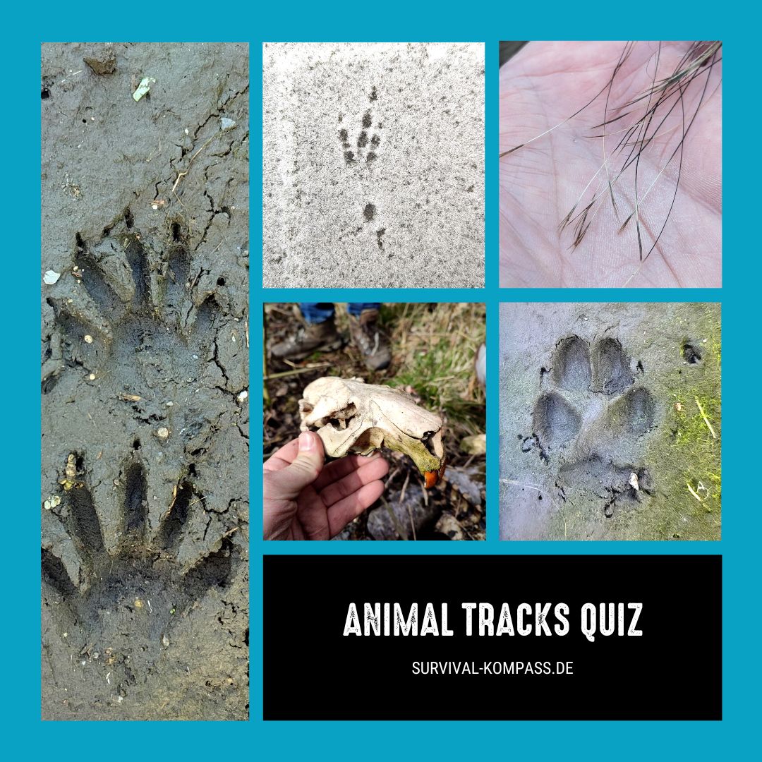 Animal Tracks Quiz
